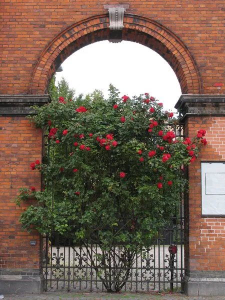 Krzew z różami — Zdjęcie stockowe