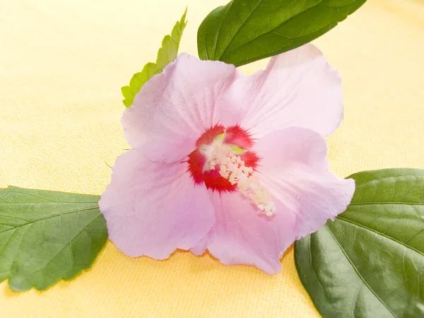 Mallow with green leaves — Stok fotoğraf