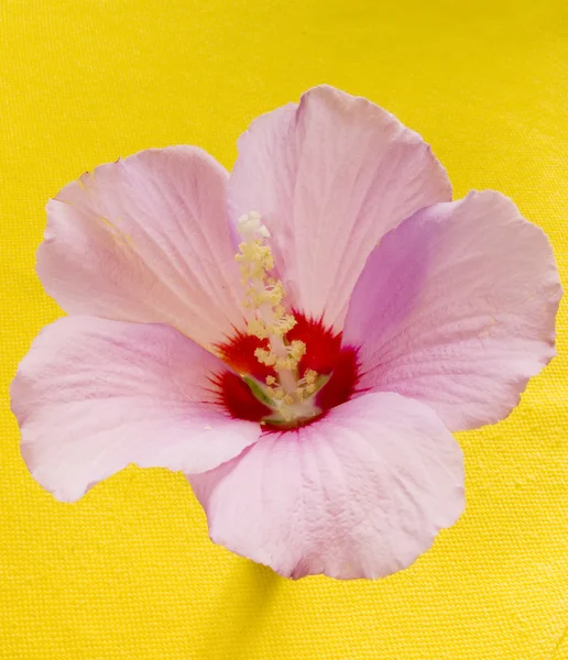 Różowy kwiat mallow — Zdjęcie stockowe