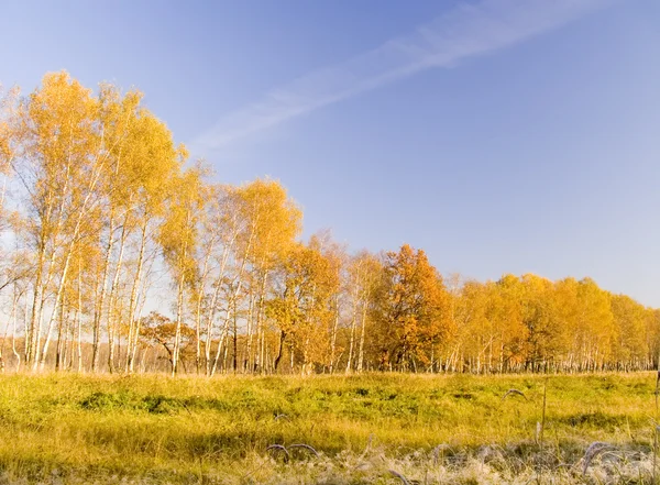 Красочный осенний пейзаж Стоковая Картинка