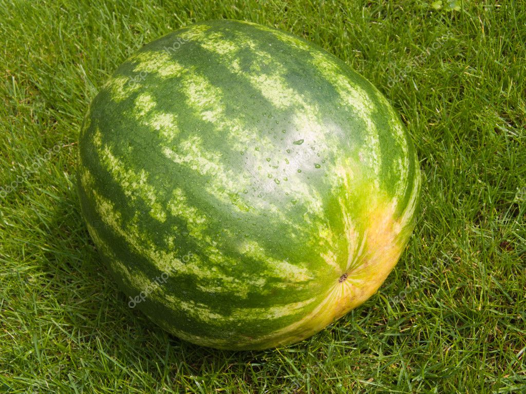 green water-melon | 图库照片 08 anatoly zavodskov #1877431