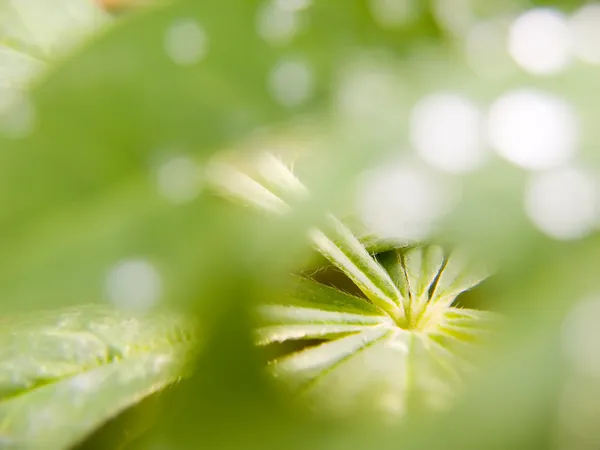 Gröna blad — Stockfoto