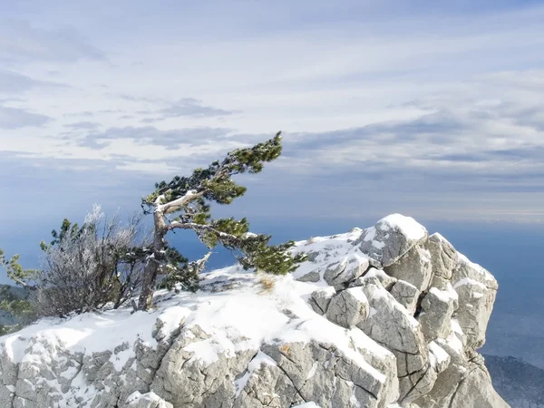 Rock Dağları'nda yalnız çam ile