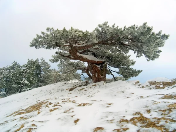 Büyük yaşlı ağaç — Stok fotoğraf