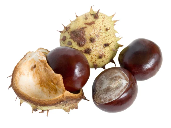 Great English Conker (Horse Chestnut) — Stock Photo, Image