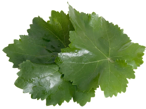 Fresh leaves of a grapes — Stock Photo, Image