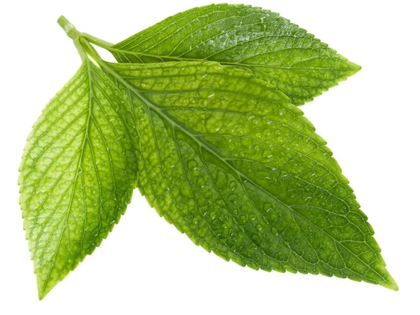 Zielone liście z kroplami wody — Zdjęcie stockowe