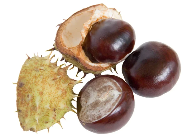 Great English Conker (Horse Chestnut) — Stock Photo, Image