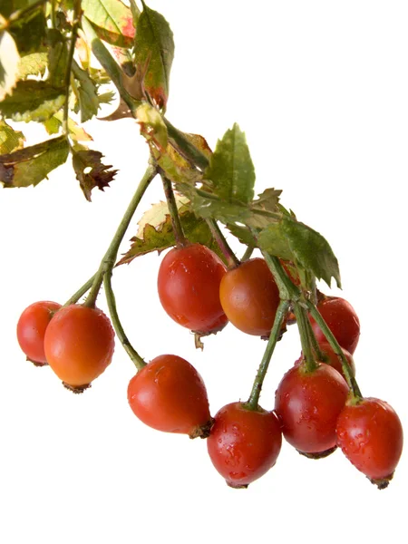 Frutas vermelhas quadris — Fotografia de Stock
