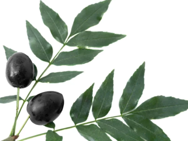 Zweig mit schwarzen Oliven — Stockfoto