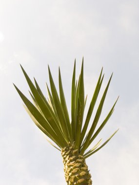 Small palm tree clipart