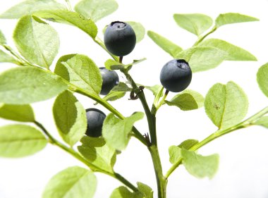 Bilberry clipart