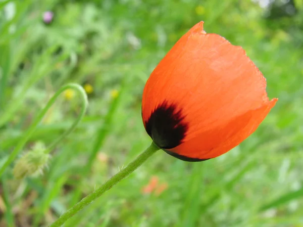 stock image Poppy