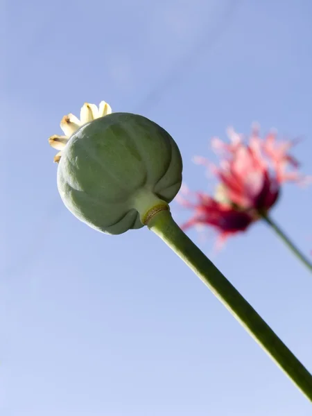 Fruit of a poppy — Stock Photo, Image