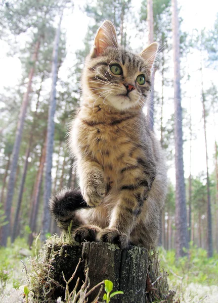 작은 고양이 로열티 프리 스톡 사진