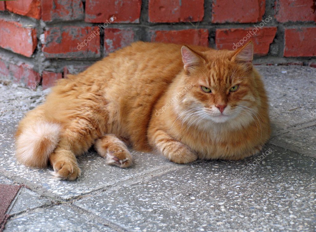 Old Cat — Stock Photo © Anzavru 2074268