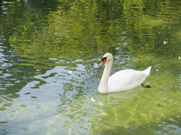 The white swan — Stock Photo, Image
