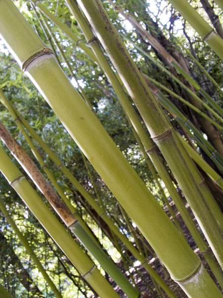 竹子 — 图库照片