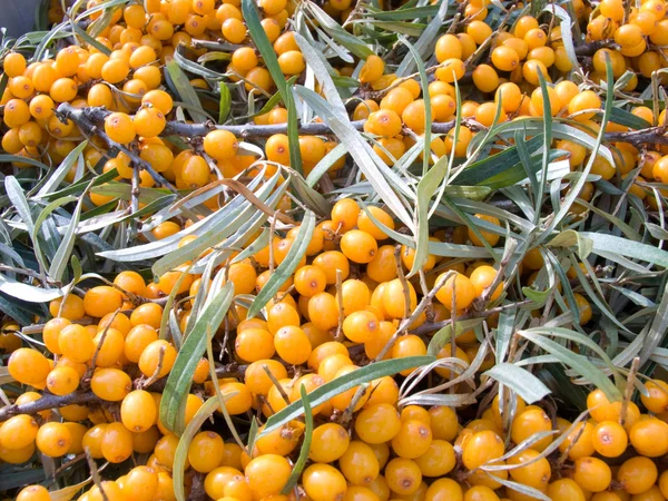 Fruits of sea-buckthorn berries — Stock Photo, Image