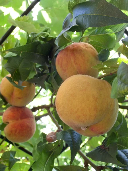 Gyümölcsök a Peach — Stock Fotó