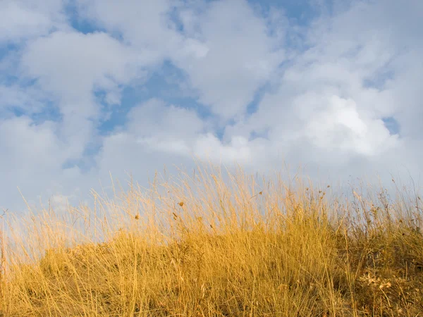 stock image Dry grass