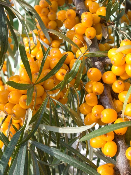 Frutta di bacche di olivello spinoso — Foto Stock