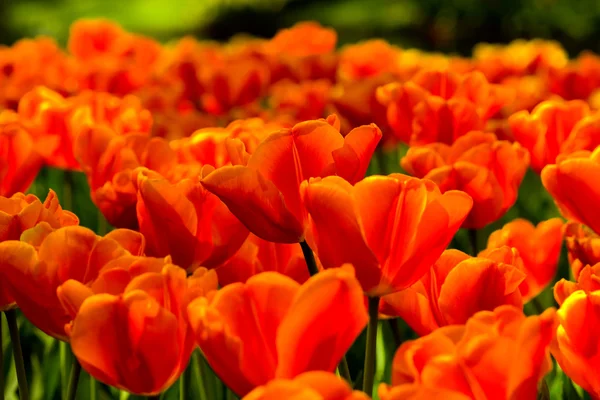 stock image Tulips