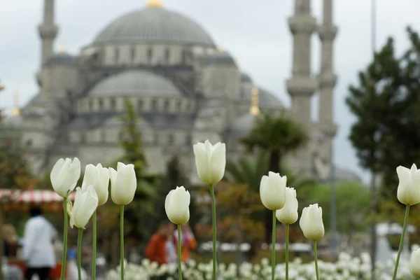 Tulipanes frente a la Mezquita Azul —  Fotos de Stock