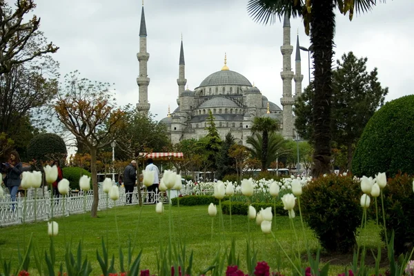 stock image Tulips infront of Blue Mosque