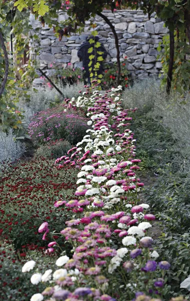 Jardín con crisantemos — Foto de Stock