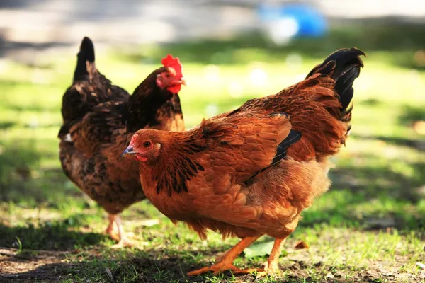 Duas galinhas de cor — Fotografia de Stock