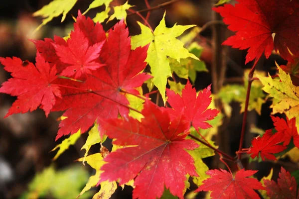 stock image Yellow red sheet Maple