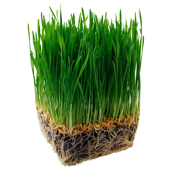 stock image Grass Young