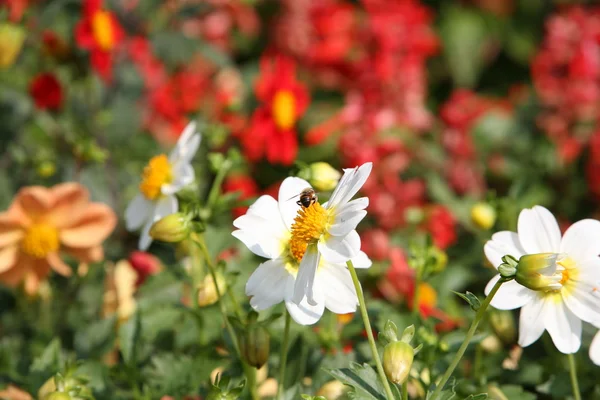 stock image Dahlia