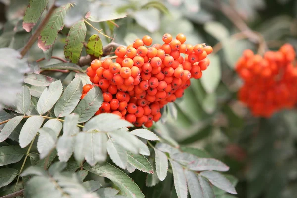 stock image Red rowan berry