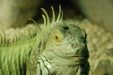 Yeşil iguana