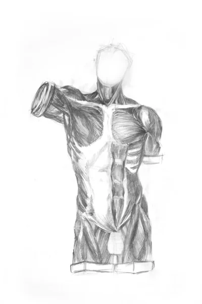 Torso Anatomi muskelen til mannen – stockfoto