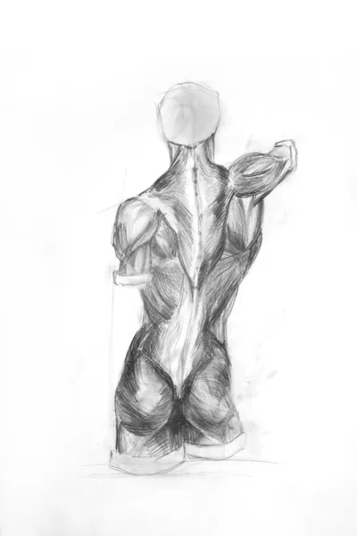 Торо анатомія м'яз людини — стокове фото