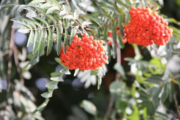 stock image Red rowan berry