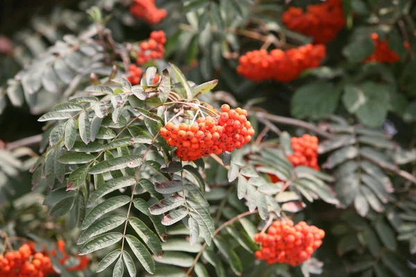 stock image Red rowan berry