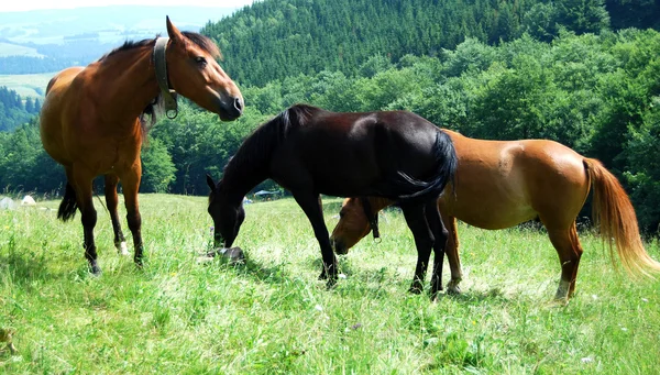 山の牧草地の馬 — ストック写真