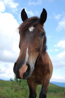 Horse Dağ Çayır Mera