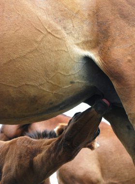 Foal suckling milk clipart