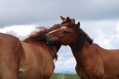 Horses' love clipart