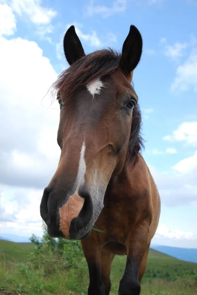 Horse Dağ Çayır Mera — Stok fotoğraf