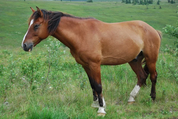 Brown horse — Stock Photo, Image