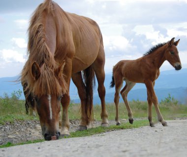 Chestnut horses clipart