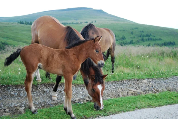 Aile kestane atlar — Stok fotoğraf