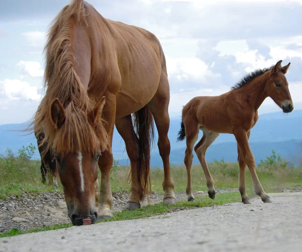 Kestane atlar — Stok fotoğraf