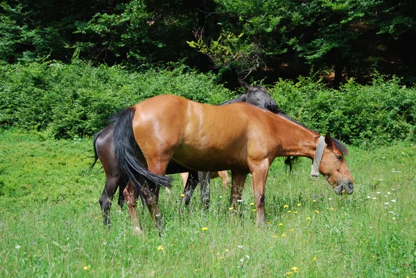 Two chestnut horses — Stock Photo, Image